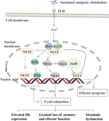 T-cell exhaustion and stemness in antitumor immunity: Characteristics, mechanisms, and implications